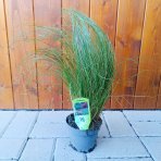 Ostrica (Carex comans) ´FROSTED CURLS´ - kont. C1,5L